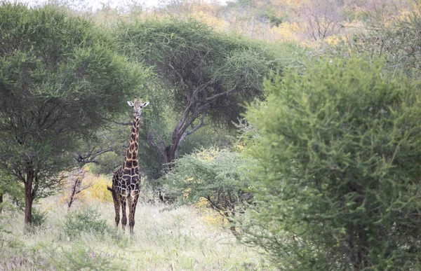 Girafa Masai Parque Nacional Mikomazi Tanzânia — Fotografia de Stock