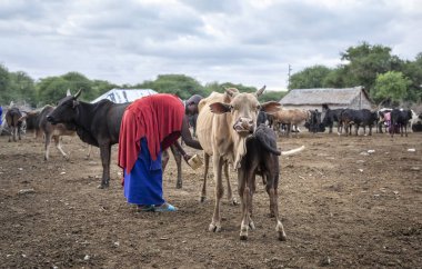 Aynı şekilde, Tanzanya, 7 Haziran 2019: maasai kadın ineğini sağıyor.