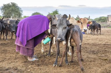 Aynı şekilde, Tanzanya, 7 Haziran 2019: maasai kadın ineğini sağıyor.
