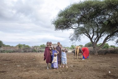 Aynı şekilde, Tanzanya, 7 Haziran 2019: maasai kadın ineğini sağıyor.