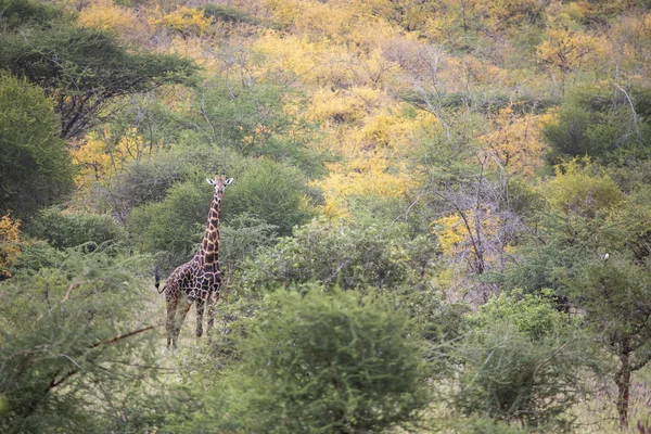 Masai Žirafa Národním Parku Mikomazi Tanzanii — Stock fotografie