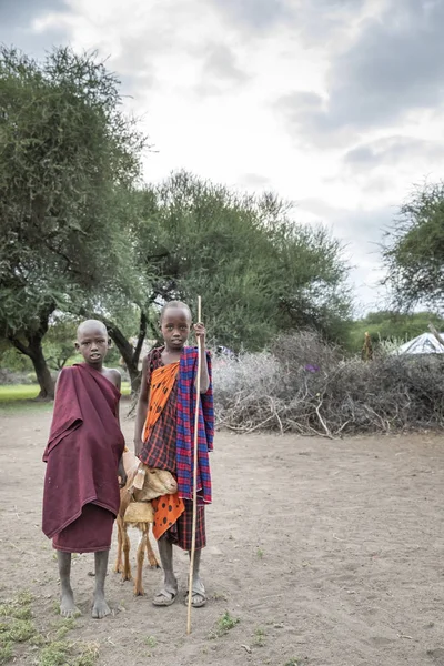 坦桑尼亚 2019年6月7日 Maasai Kid Goat — 图库照片