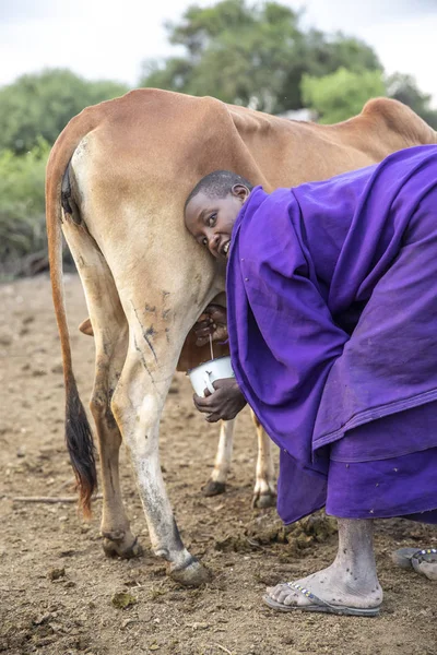 Totéž Tanzanie Června 2019 Maasai Žena Dojí Krávu — Stock fotografie