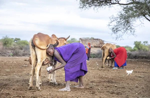 Totéž Tanzanie Června 2019 Maasai Žena Dojí Krávu — Stock fotografie