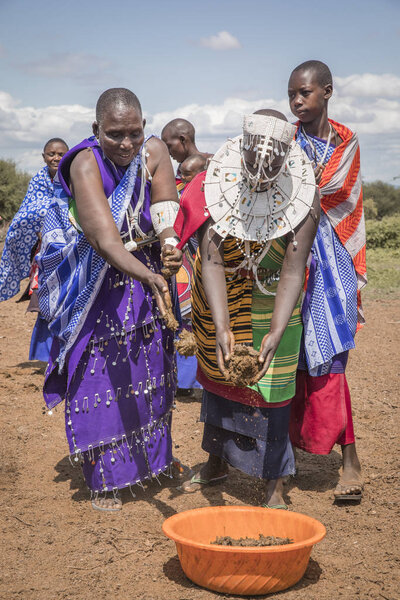 Same, Tanzania, 6th June, 2019:  Maasai ladies collecting fresh cow dung to repair their house