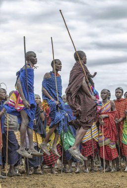 Aynı şekilde, Tanzanya, 5 Haziran 2019: Masai savaşçıları, kadınları etkilemek için etkileyici hareketler yapıyorlar.