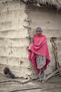 Maipo, Tanzanya, 6 Haziran 2019: İnekleriyle genç bir Masai kadını