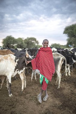 Maipo, Tanzanya, 6 Haziran 2019: İnekleriyle genç Masai adamı
