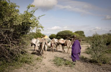 Moipa, Tanzanya 8 Haziran 2019: Masaili kadın eşeği olan bir dereden su getirecek.