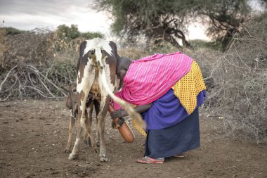 Maipo, Tanzanya, 6 Haziran 2019: İnekleriyle genç bir Masai kadını