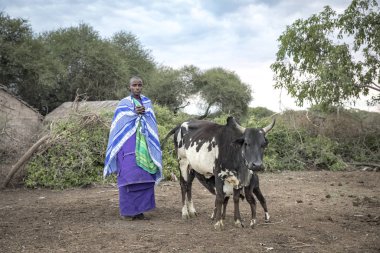 Maipo, Tanzanya, 6 Haziran 2019: İnekleriyle genç bir Masai kadını