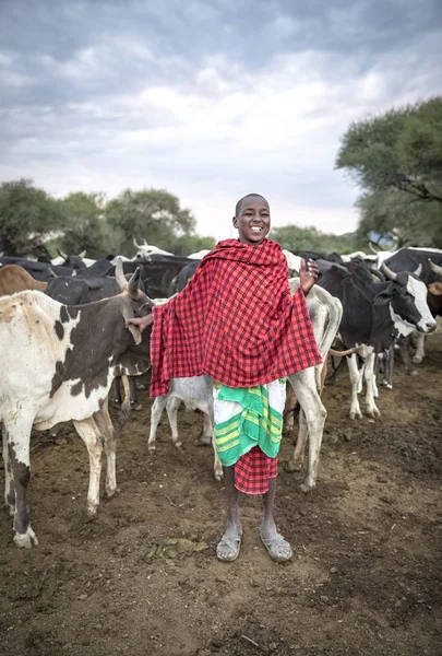 Maipo Tanzanie Června 2019 Mladý Maasai Svými Krávami — Stock fotografie