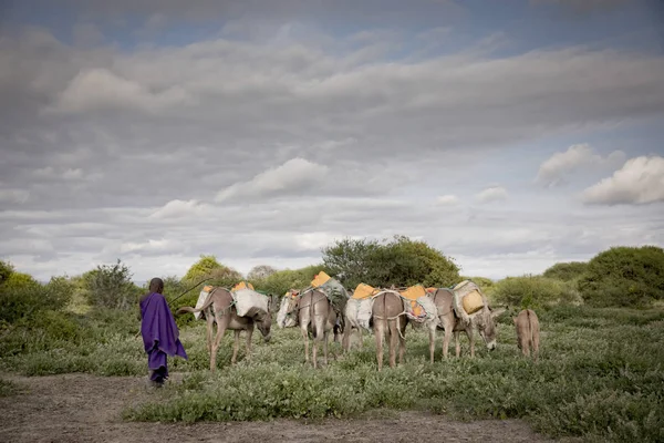 Moipa Tanzanie Června 2019 Maasai Jde Pro Vodu Potoka Oslíky — Stock fotografie