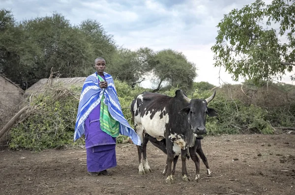 Maipo, Tanzanya, 6 Haziran 2019: İnekleriyle genç bir Masai kadını