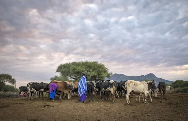 2019年6月6日 坦桑尼亚Maipo 年轻的Maasai妇女和奶牛 — 图库照片