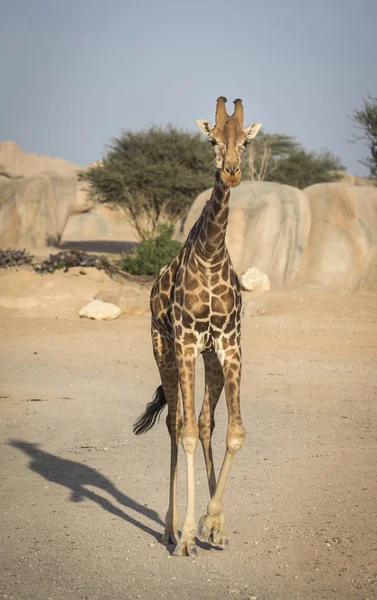 Colpo Scenico Giraffa Passeggiando Nella Natura — Foto Stock