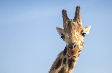 Mavi gökyüzüne karşı bir zürafa portresi