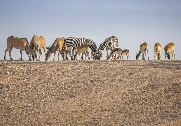 animals looking for food in a dry landscape