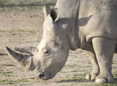 Doğada yürüyen gergedanların yakın plan çekimi.
