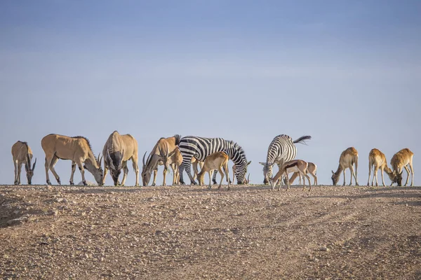 animals looking for food in dry landscape