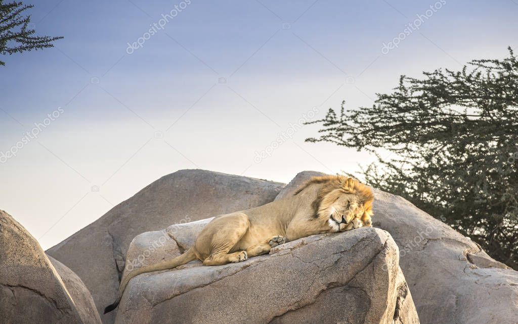scenic shot of male lion sleeping on rocks