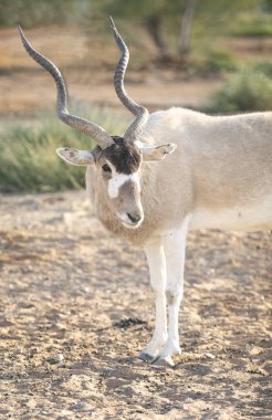 Al Ain Safari Parkı 'nın doğasında antilobun yakın plan çekimi.
