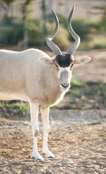 Zbliżenie Zdjęcia Antylopy Naturze Parku Ain Safari — Zdjęcie stockowe