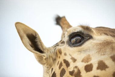Mavi gökyüzünün önündeki zürafanın yakın çekimi.