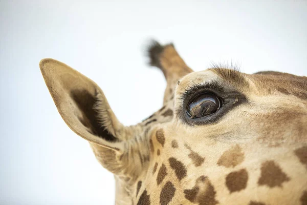 Nahaufnahme Einer Giraffe Vor Blauem Himmel — Stockfoto