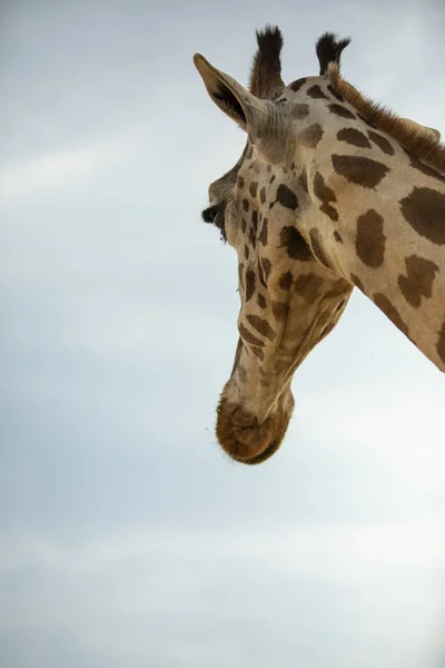 Close Shot Giraffe Front Blue Sky — Stock Photo, Image