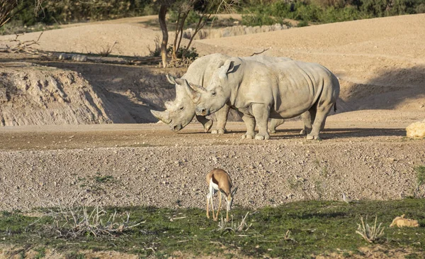 Närbild Skott Noshörningar Och Antiloper Promenader Naturen — Stockfoto