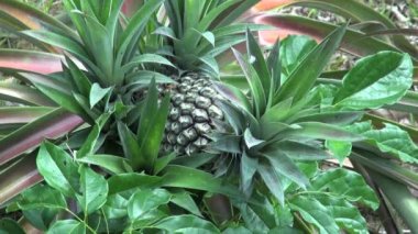 Orman Bahçe ananas