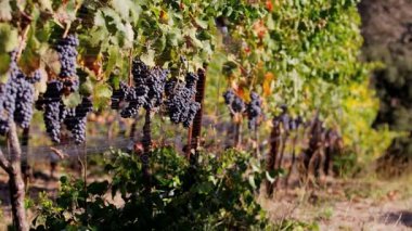 Napa valley bağ