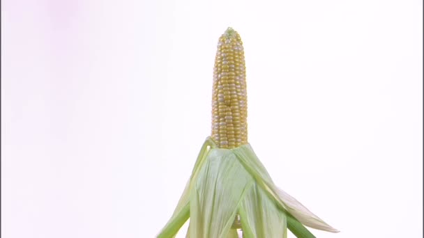 白い背景を回転させる軸付きトウモロコシ — ストック動画