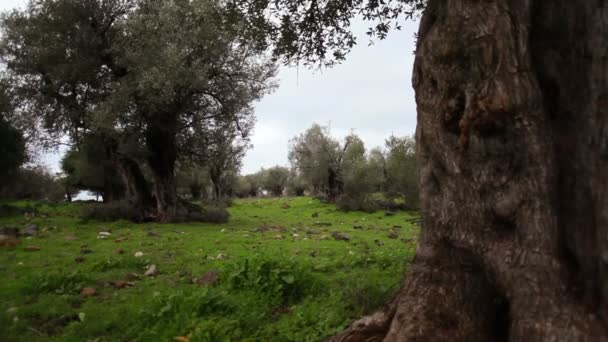 Оливковые рощи — стоковое видео