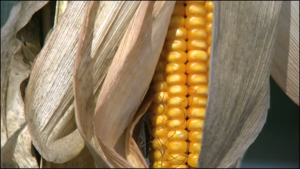 Полуоткрытое ухо кукурузы с яркими желтыми ядрами — стоковое видео