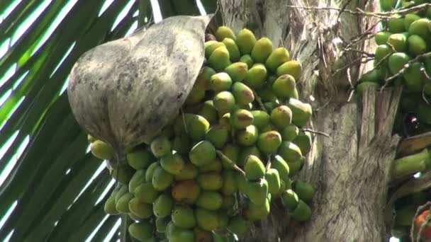 Jungle garden palm fruits — Stock Video