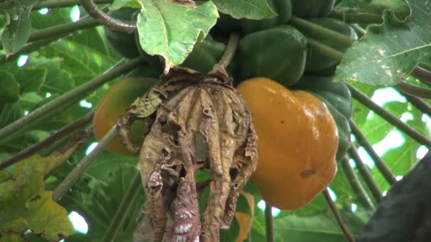 Плоды папайи, свисающие с дерева — стоковое видео