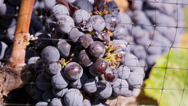 Uvas de vino maduras — Vídeos de Stock