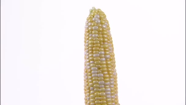 Vergrößern von Mais auf dem Maiskolben, der sich auf weißem Hintergrund dreht — Stockvideo
