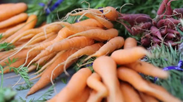 Beauty shot of fresh carrots — Stock Video