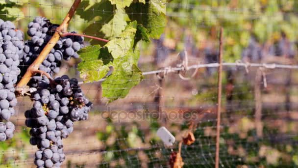 Uvas brilhantes no vale de napa — Vídeo de Stock