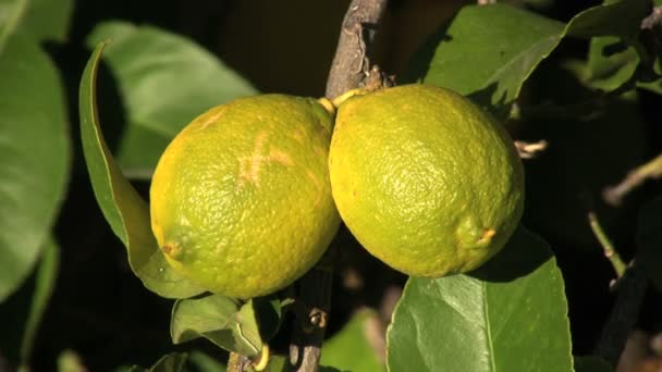 Крупный план созревающих лимонов — стоковое видео