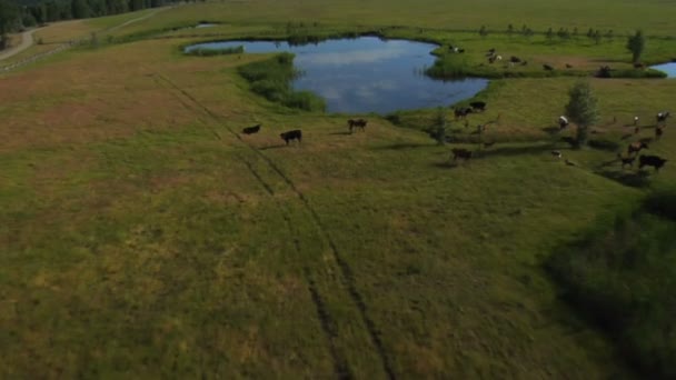 Bovins autour de l'eau — Video