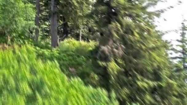 Gliding treetops short — Stock Video