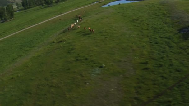 vidéo de courses de chevaux 