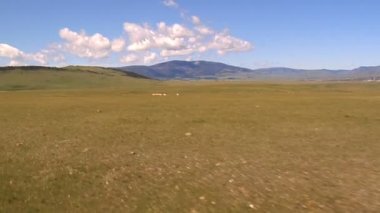 kaçarken bir alanda yaban hayatı