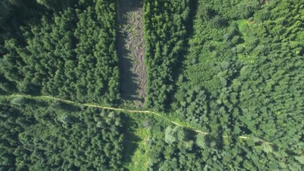 Blick auf Wege durch dichten Wald — Stockvideo