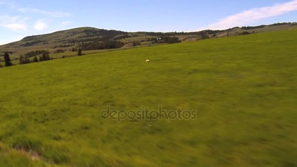 Vilda djur kör över grönt landskap — Stockvideo