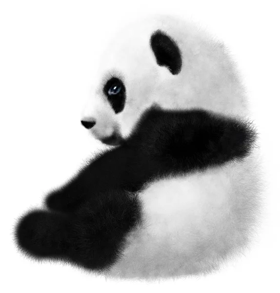 Sentado filhote de panda no fundo branco — Fotografia de Stock